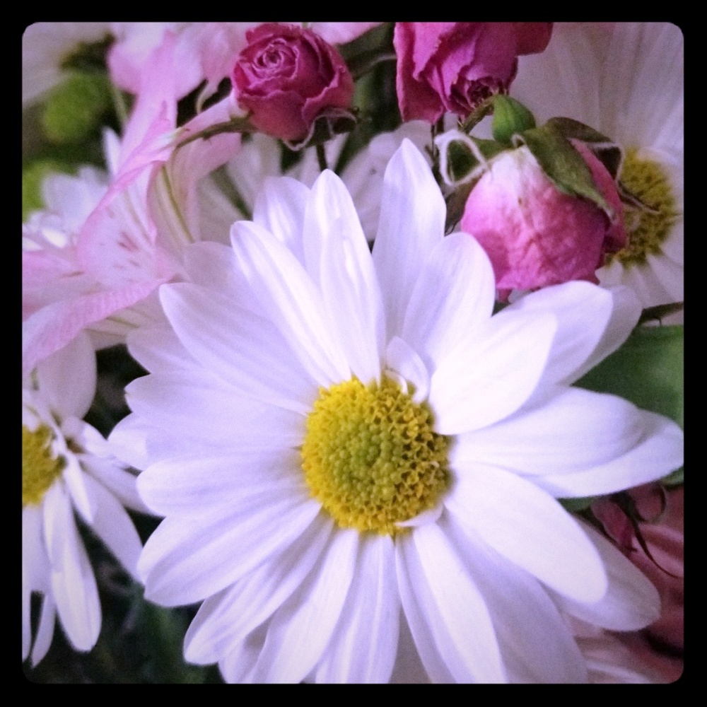 Meet your Posher, Millie